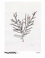 藏品(毛枝苔)的圖片